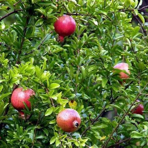 Pomegranate Plant And Dalimb Guti Manufacturer From Pandharpur