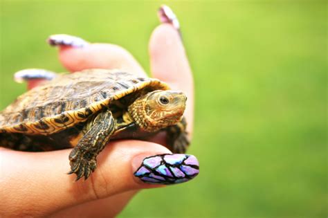 Baby turtles for sale at my turtle store. Pet Turtles That Stay Small and Look Cute Forever - Pet Ponder