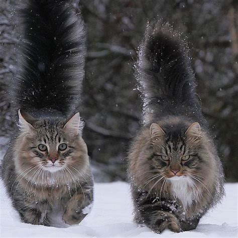 Norwegian Forest Cats Rmostbeautiful