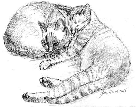 2 Cats Sleeping Drawing By Deborah Willard Pixels