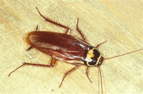 Cockroaches Allgon Pest Control