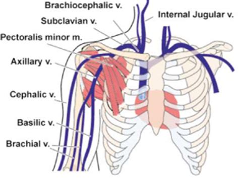 Upper Extremity Venous System