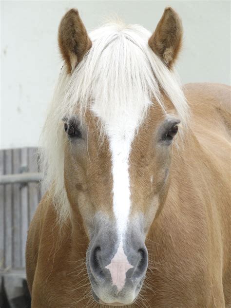 Free Images White Stallion Mane Animals Head Vertebrate Mare