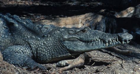 Adw Crocodylus Acutus Pictures