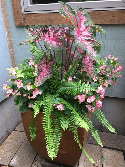 Elephant Ear Boston Fern And Begonia Annuals For Shade Potted Plants