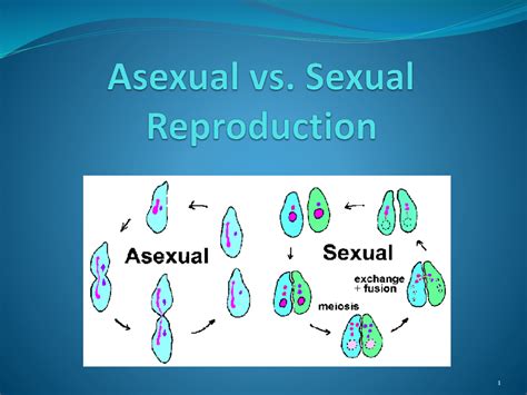 Asexual Vs Sexual Reproduction Genetic Engineering Info Riset
