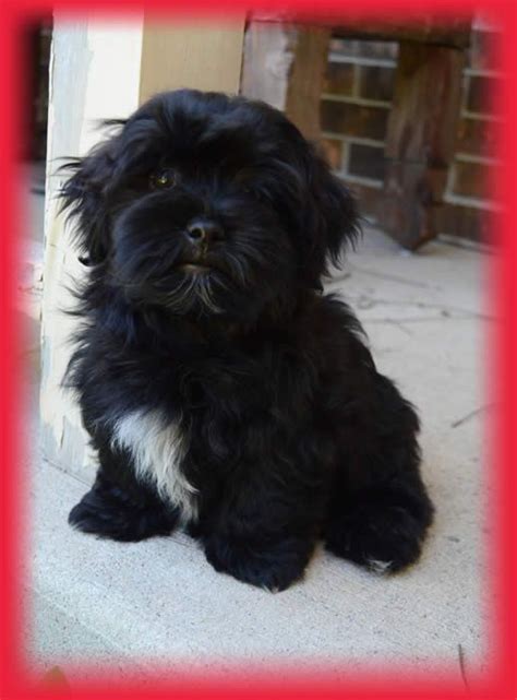 We are dedicated to breeding healthy happy puppies with great personalities for loving. Black Havanese are the sweetest, little shy, learn tricks ...