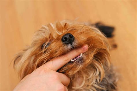 Biting In Dogs Definition Cause Solution Prevention Cost
