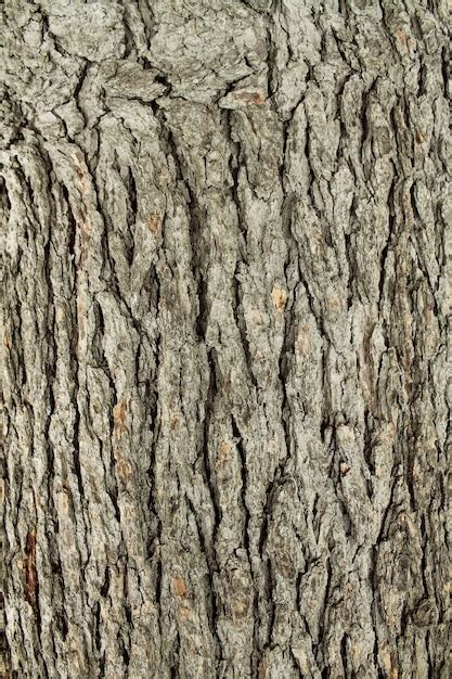 Premium Photo Tree Surface Wooden Texture Background