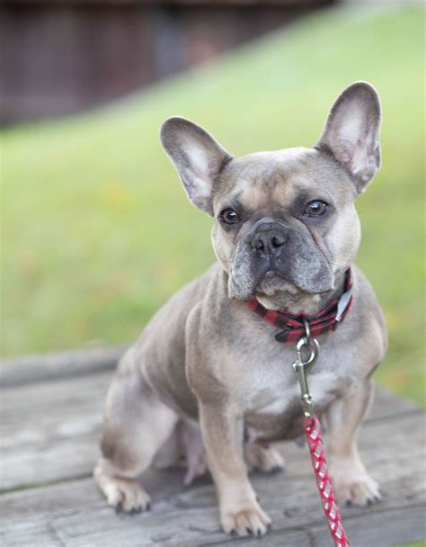 Bluestar Frenchie French Bulldog Puppies For Sale In Michigan