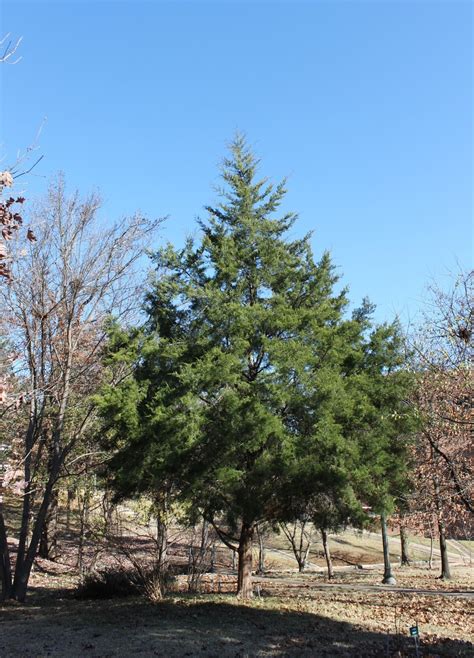 Centenary College Arboretum Tree Of The Week Eastern Red Cedar