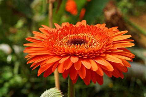 Orange Gerbera Daisy 2 By A6 K Gerbera Daisy Gerbera Daisy