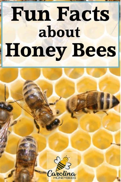 Interesting Facts About Honey Bees Honey Bee Facts Bee Facts Fun