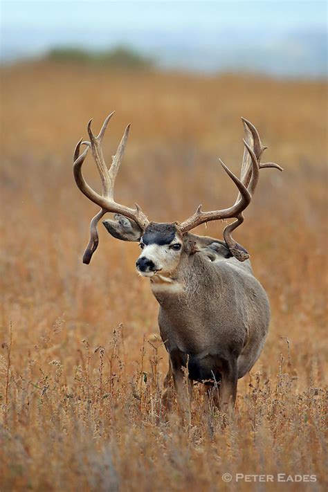 Big Non Typical Mule Deer Buck Peter Eades Wildlife Photography