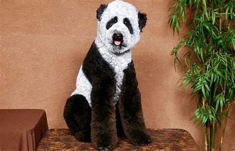 Why do people choose the dog that looks most like themselves? dogs groomed to look like pandas and camels • Adam Riff™