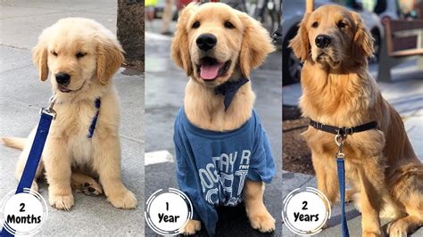Golden Retriever Puppy Growing Up 2 24 Months Too Cute Youtube