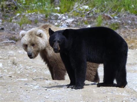 A Rare Photo Of A Black Bear And A Brown Bear Taken On June 10th 2012 In