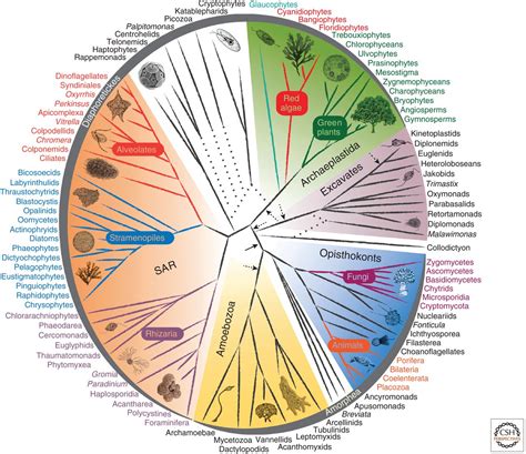 The Eukaryotic Tree Of Life From A Global Phylogenomic Perspective