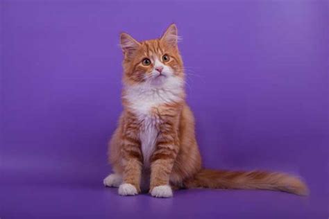 What is it about cats that cause allergies? Hypoallergenic Cats — Get the Facts - Catster