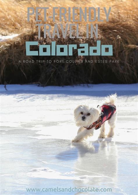 Pet Friendly Travel A Colorado Road Trip With Dogs — Camels