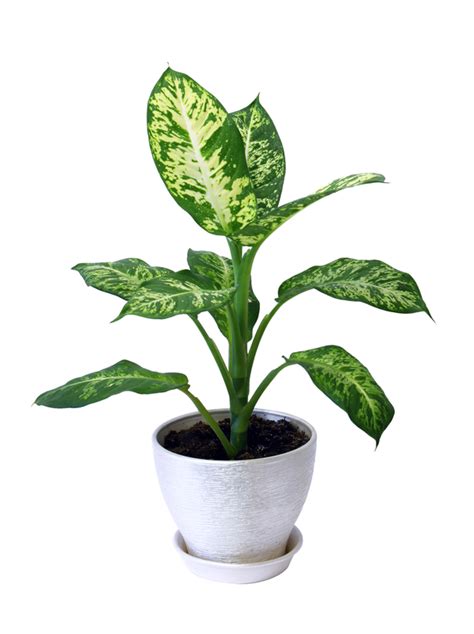 Ecco le piante da interno che vivono bene anche se in ombra. Dieffenbachia è una pianta da interno. scopri come curarla.