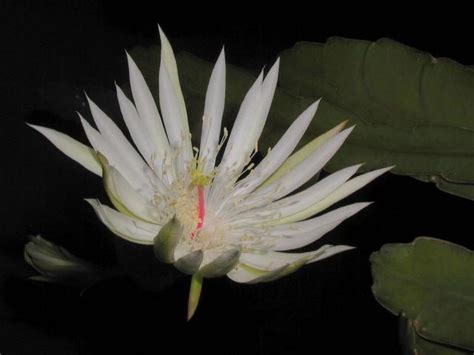 White Exotic Flower Picture 1 Comment Hi Res 720p Hd