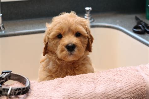 If your puppy was socialized when they were younger, they shouldn't have any problems having fun with others. Mini Goldendoodle puppy at 8 weeks old in the sink - black ...