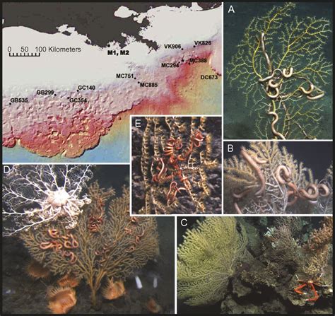 Impact Of The Deepwater Horizon Oil Spill On A Deep Water Coral