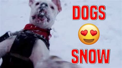 Dogs Discovering Snow Youtube