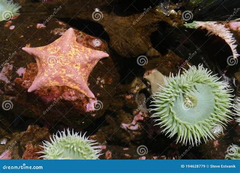 Bat Star Starfish Asterina Miniata Stock Image Image Of Water Tank