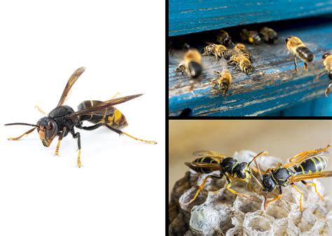 Stinging Insects Control And Removal Bees Wasps And More Cary Nc