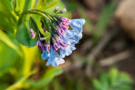 Virginia Bluebells Stock Image Image Of Wild Flower 70566897