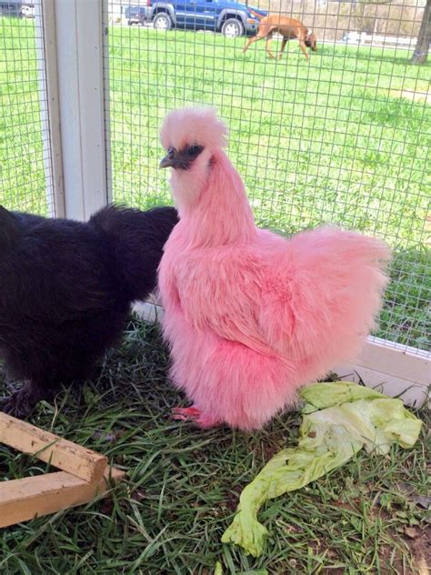 Dyed Snow White Pink Shes A Silkie Chicken Silkie Chickens Pet