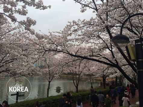 Korea selatan merupakan negara yang memiliki empat musim. Untuk Kamu #dariKorea: Indahnya Musim Semi di Seoul, Korea ...