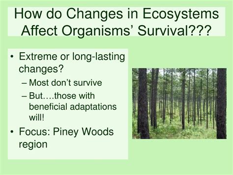Ppt Ecological Succession Powerpoint Presentation Free Download