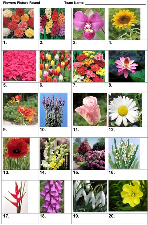 Are you a flower expert? Flowers Quiz