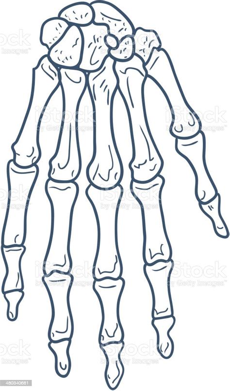 Ilustración De Huesos De La Mano Esqueleto Parte Aislado En Blanco Y