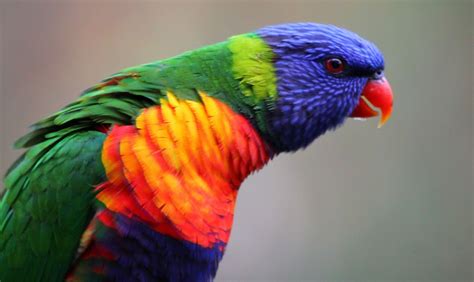 Lory Parrot Bird Tropical 31 Wallpapers Hd Desktop And Mobile
