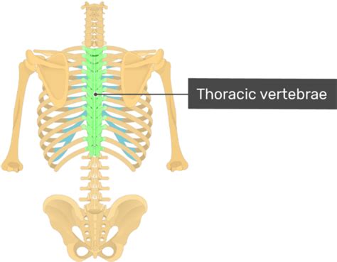 Download Posterior View Of The Vertebral Column And Rib Cage Thoracic