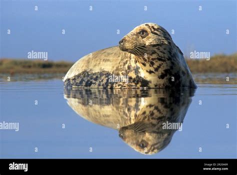 Grey Seal Grey Seals Halichoerus Grypus Marine Mammals Predators