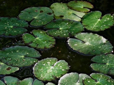 Water Lily Leaves Free Stock Photo Freeimages