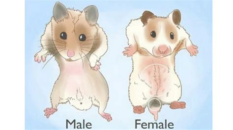 Ep Difference Between Adult Male And Female Hamster YouTube