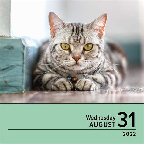 Cat Calendar Pages September 2022 May Calendar 2022