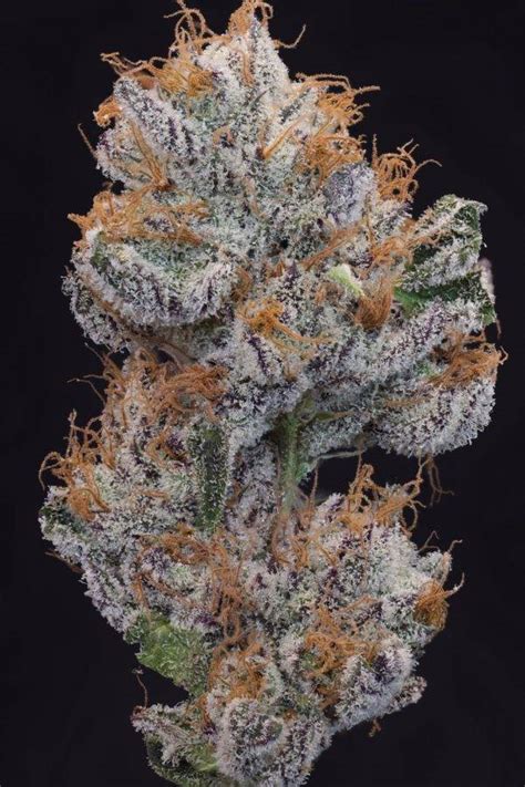 Gorilla Glue 4 X Girl Scout Cookies Rootseller Seeds