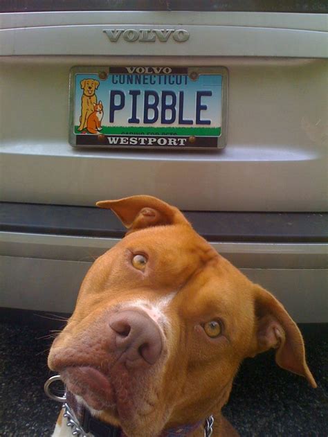 17 Best Images About For The Love Of Pit Bulls On