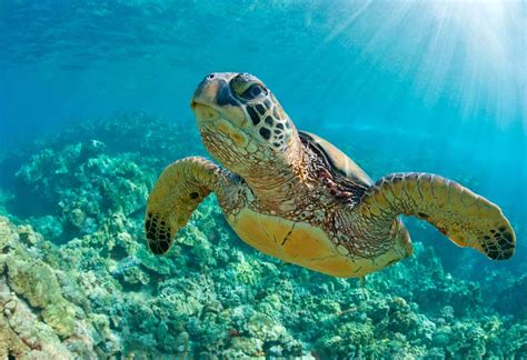 Sea Turtles In Florida Everything You Need To Know Deepdive