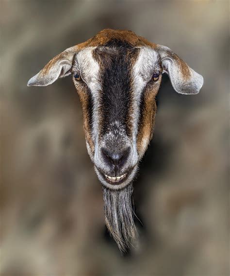 Goat Face By Marv Vandehey Ubicaciondepersonas Cdmx Gob Mx