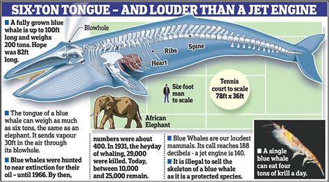Natural History Museum Unveils Hope The Blue Whale Daily Mail Online
