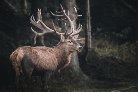 I Photographed The Red Deer Rut In The Italian Alps In 2019 This Is