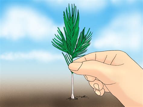 3 Ways To Grow Pine Trees Wikihow